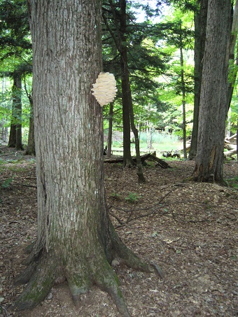 Arbre champignon